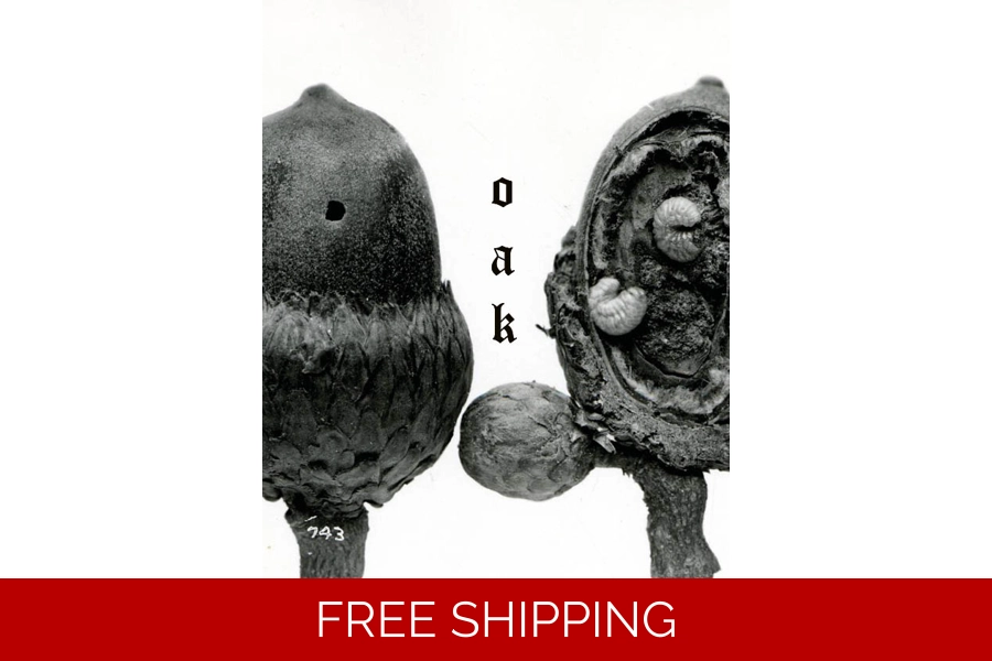 Reprint- OAK Issue 2